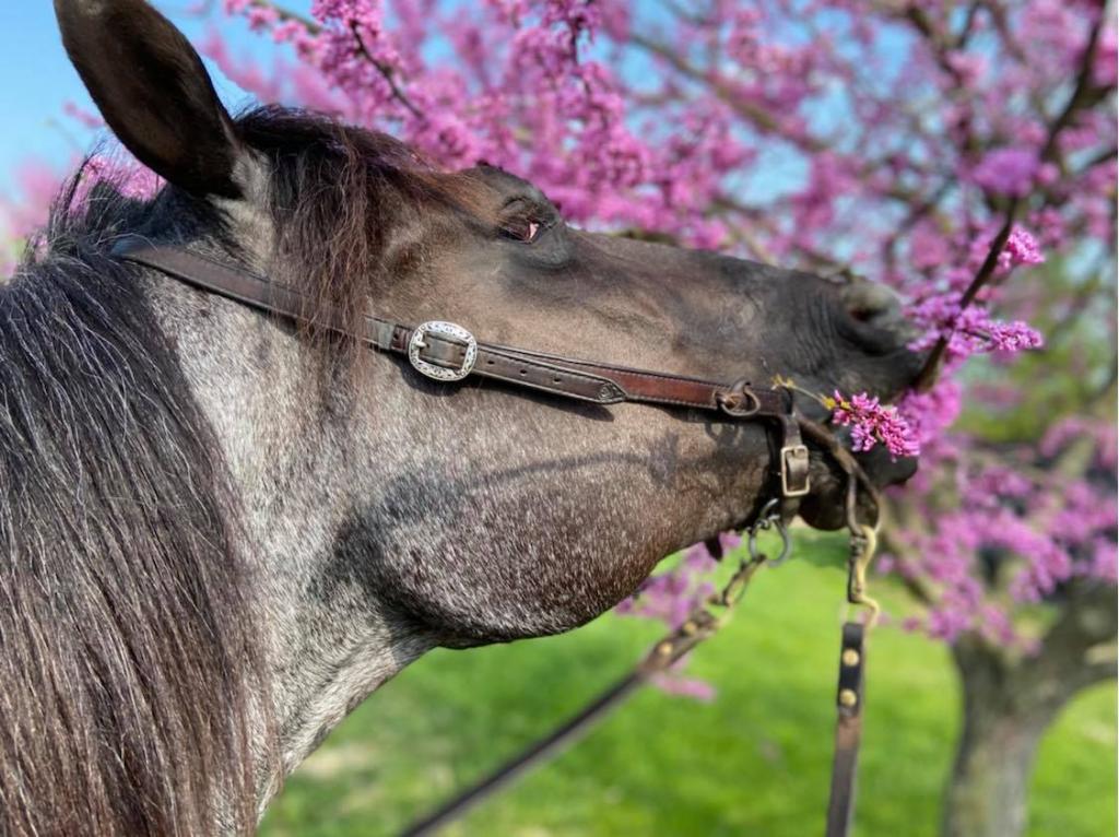 Elwood and flowers (Michelle Lovell photo)